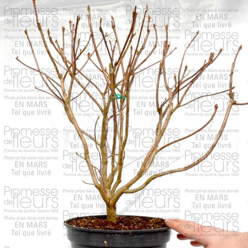 Beispiel eines Exemplars von Sommergrüne Azalee Cannon's Double - Azalea Topf mit 2L/3L wie geliefert