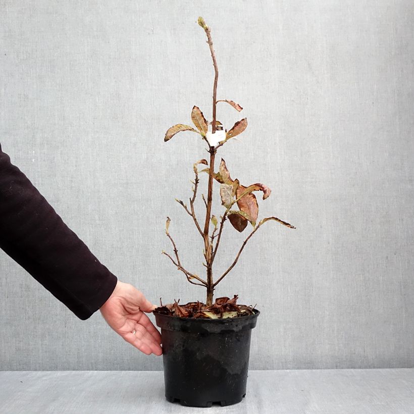 Exemplar von Sommergrüne Azalee Cecile - Azalea mollis Topf mit 4L/5L wie im Herbst geliefert
