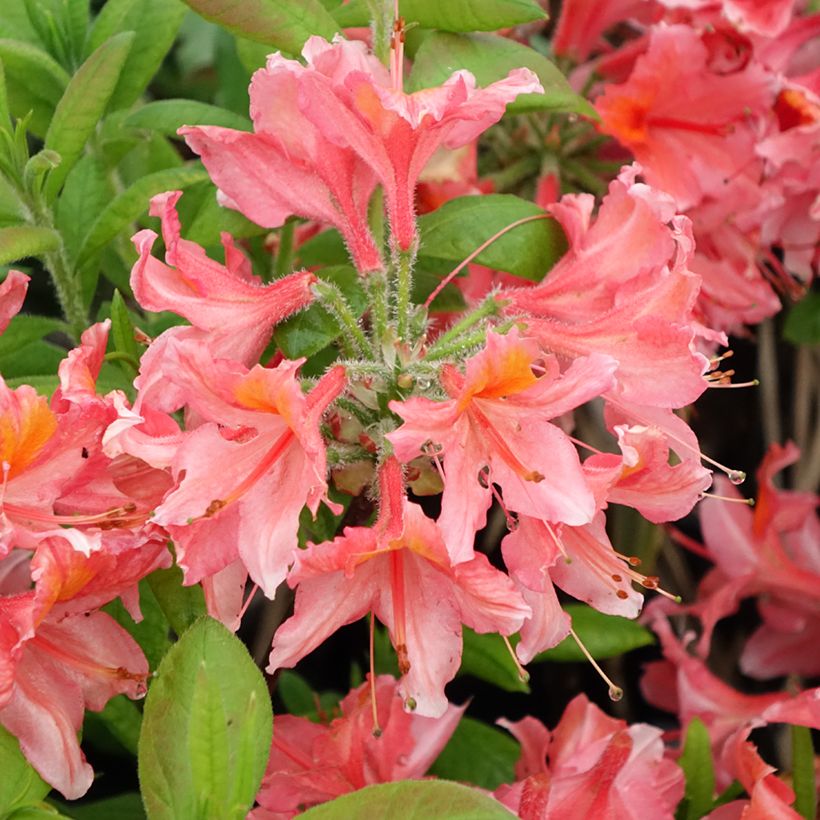 Sommergrüne Azalee Demoiselles de Boutiguery Aurora - Azalea mollis (Blüte)