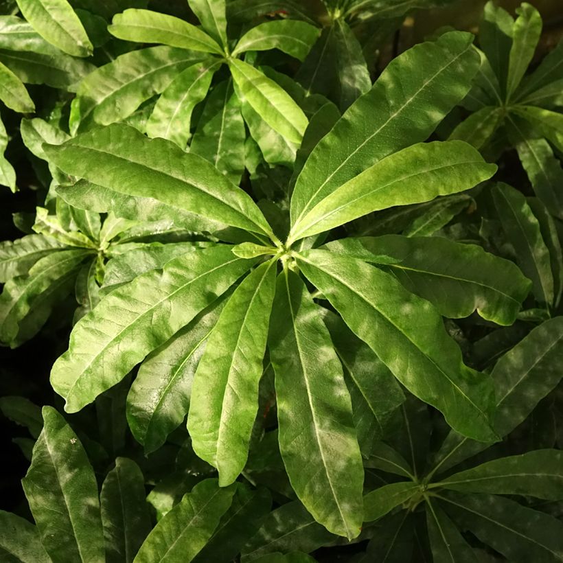 Sommergrüne Azalee Demoiselles de Boutiguery Callista - Azalea mollis (Laub)