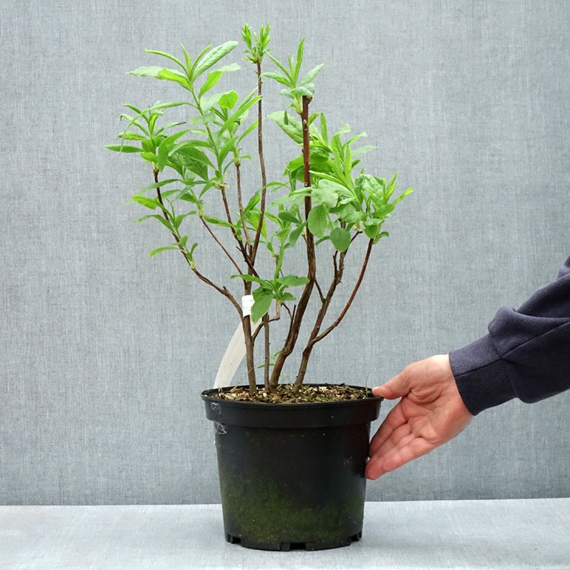 Exemplar von Sommergrüne Azalee Demoiselles de Boutiguery Callista - Azalea mollis Topf mit 4L/5L wie im Frühjahr geliefert