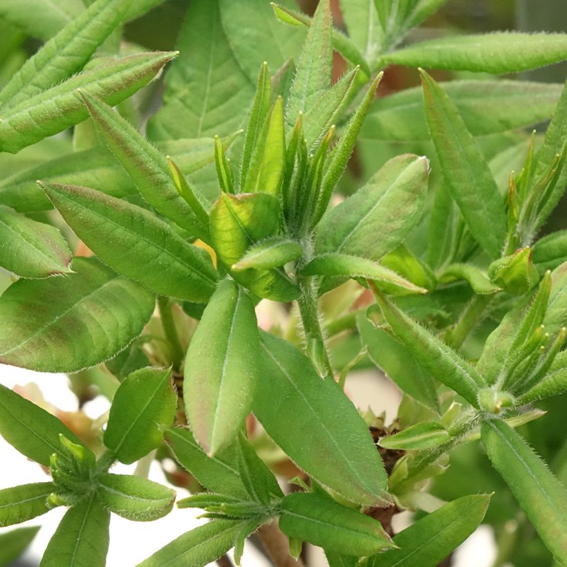 Sommergrüne Azalee Demoiselles de Boutiguery Kassia - Azalea mollis (Laub)