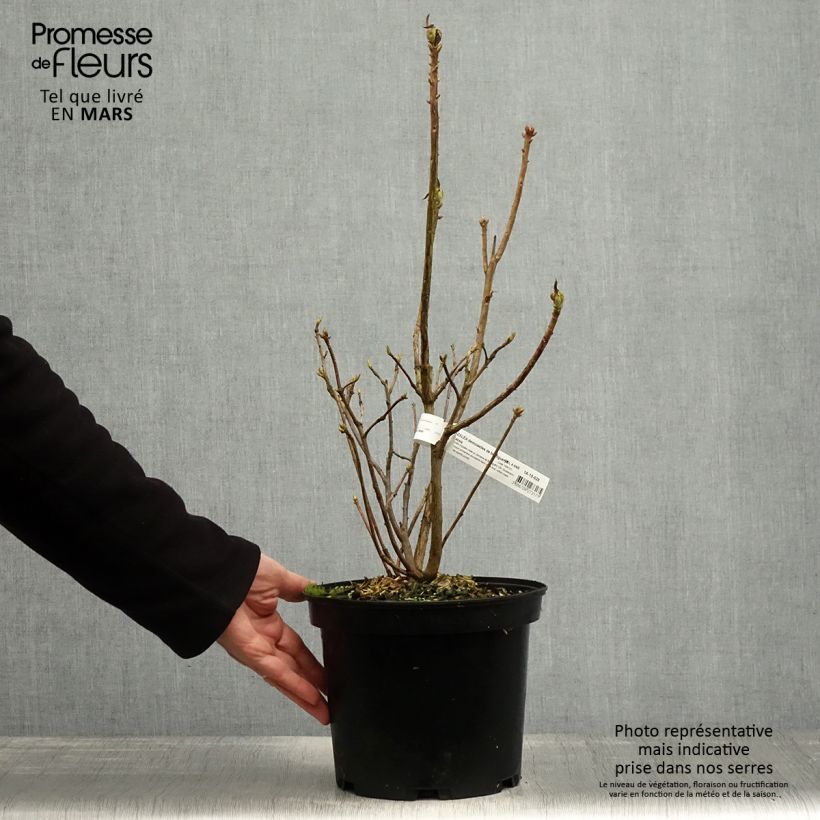 Exemplar von Sommergrüne Azalee Demoiselles de Boutiguery Kassia - Azalea mollis Topf mit 4L/5L wie im Frühjahr geliefert