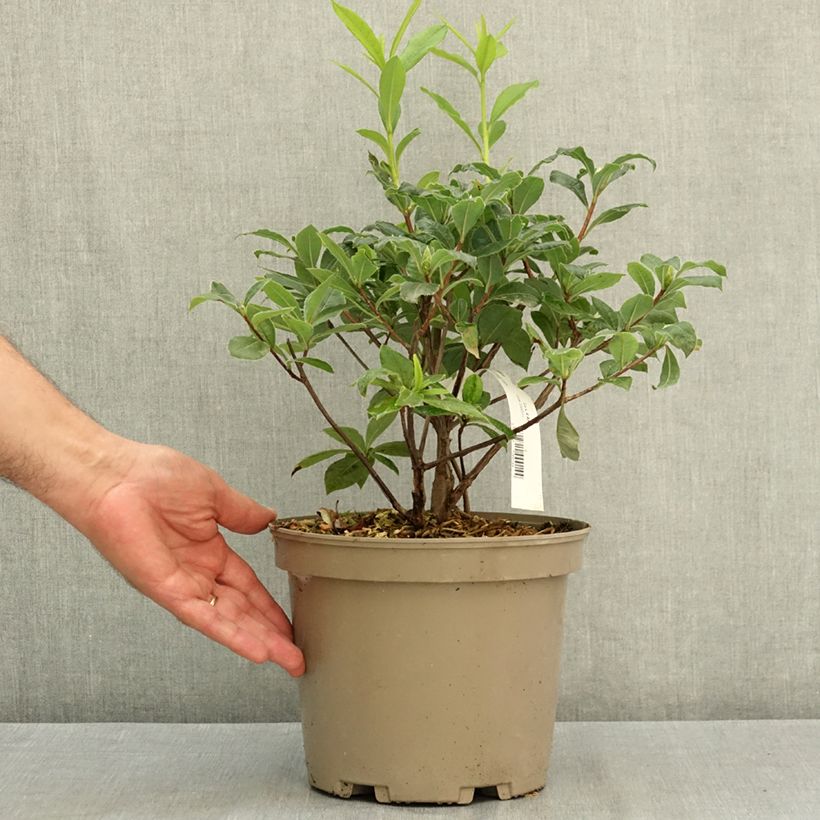 Exemplar von Sommergrüne Azalee Gibraltar - Azalea mollis Topf mit 4L/5L wie im Sommer geliefert