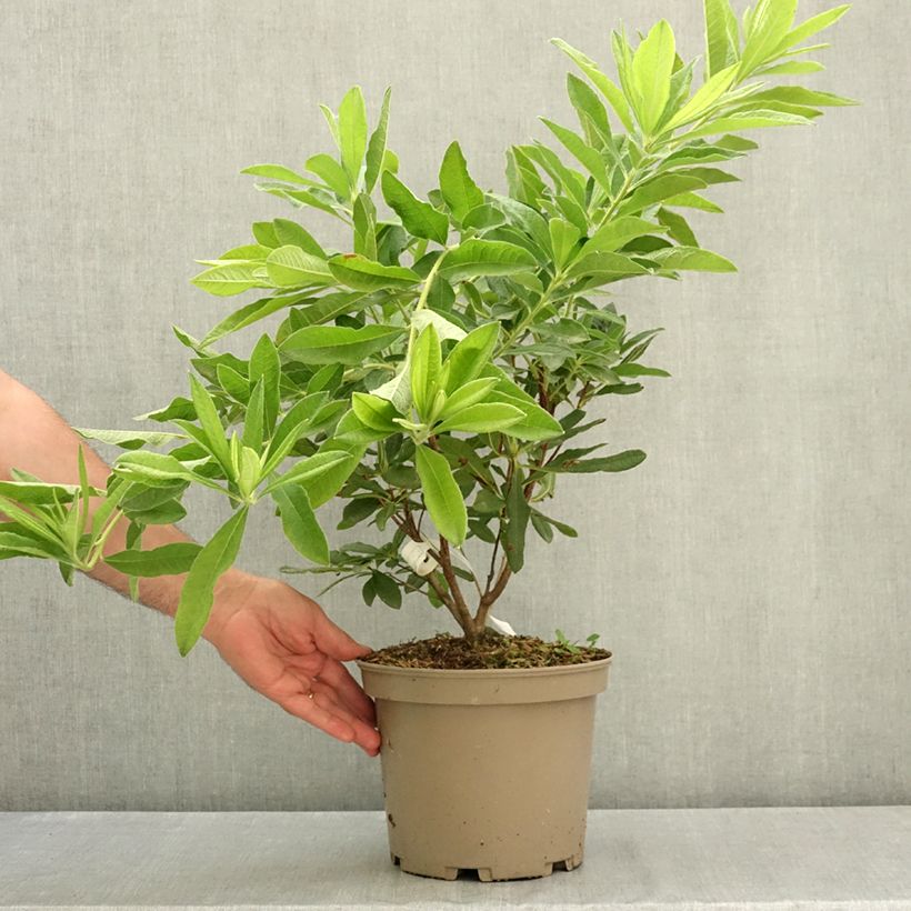 Exemplar von Sommergrüne Azalee Hortulanus H Witte - Azalea mollis Topf mit 4L/5L wie im Sommer geliefert