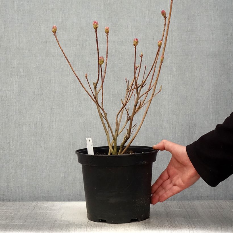 Example of Sommergrüne Azalee Koster's Brilliant Red - Azalea mollis Topf mit 4L/5L as you get in printemps