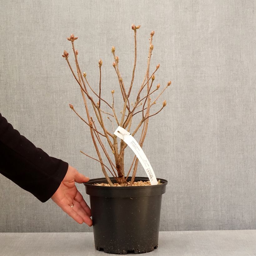 Example of Sommergrüne Azalee Mary Poppins - Azalea Topf mit 4L/5L as you get in printemps