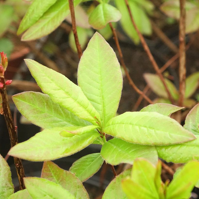 Sommergrüne Azalee Nabucco - Azalea luteum (Laub)