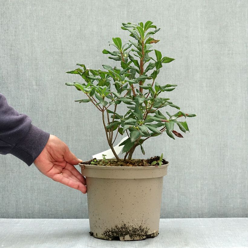 Exemplar von Sommergrüne Azalee Narcissiflora - Azalea luteum Topf mit 4L/5L wie im Sommer geliefert