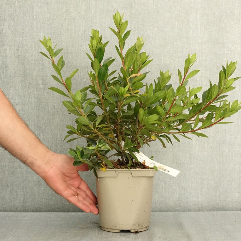 Exemplar von Japanische Azalee Beethoven - Azalea Topf mit 3L/4L wie im Sommer geliefert