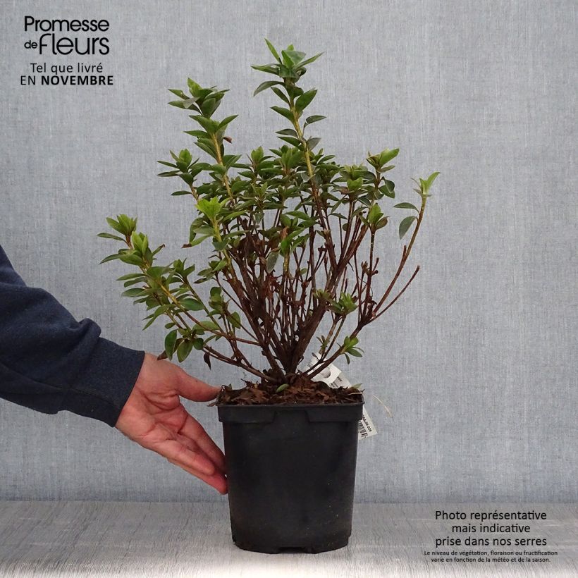 Exemplar von Azalée du Japon Elsie Lee - Rhododendron hybride Pot de 2L/3L wie im Herbst geliefert