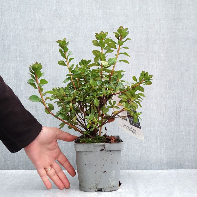 Exemplar von Japanische Azalee Dance Pink – Azalea Topf mit 2L/3L wie im Herbst geliefert