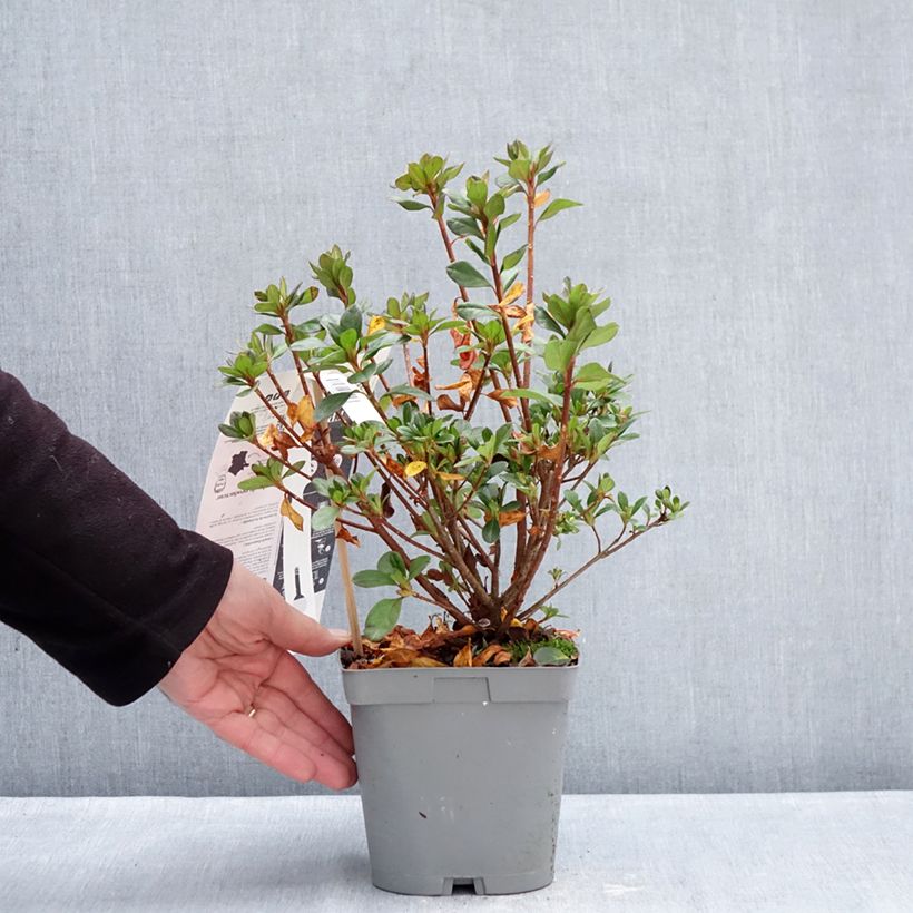 Exemplar von Azalée du Japon Flash Dance Pink – Rhododendron hybride Topf mit 2L/3L wie im Winter geliefert