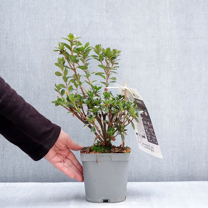 Example of Japanische Azalee Flash Dance Salmon - Azalea Topf mit 2L/3L as you get in hiver