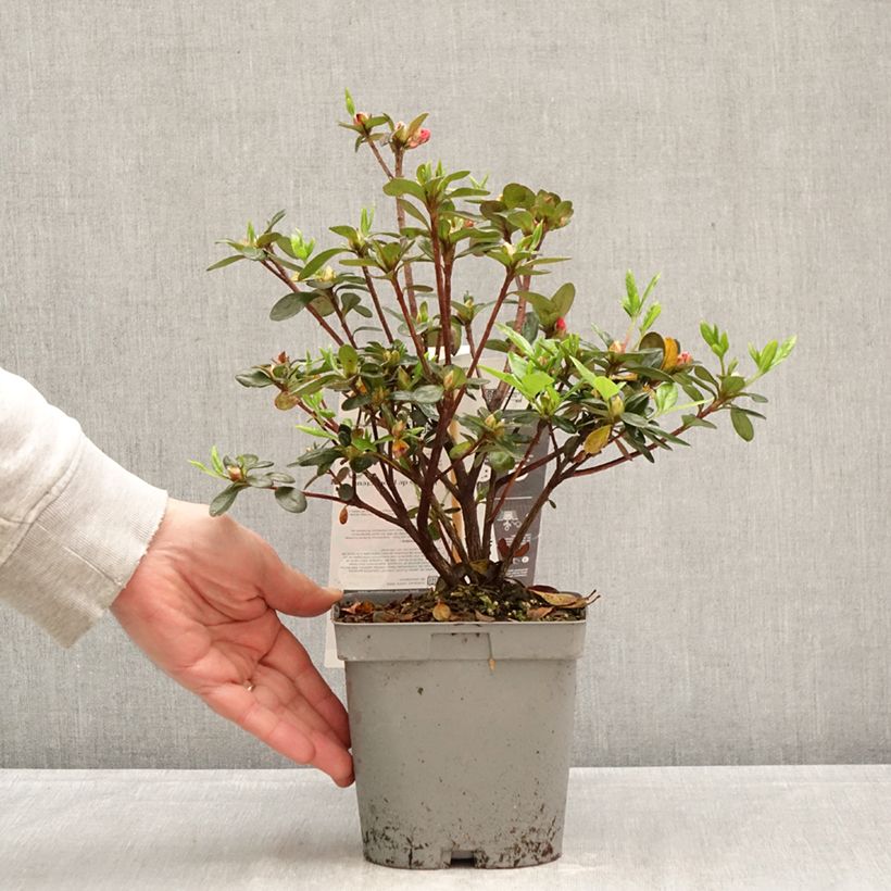 Exemplar von Japanische Azalee Flash Dance Salmon - Azalea Topf mit 2L/3L wie im Frühjahr geliefert