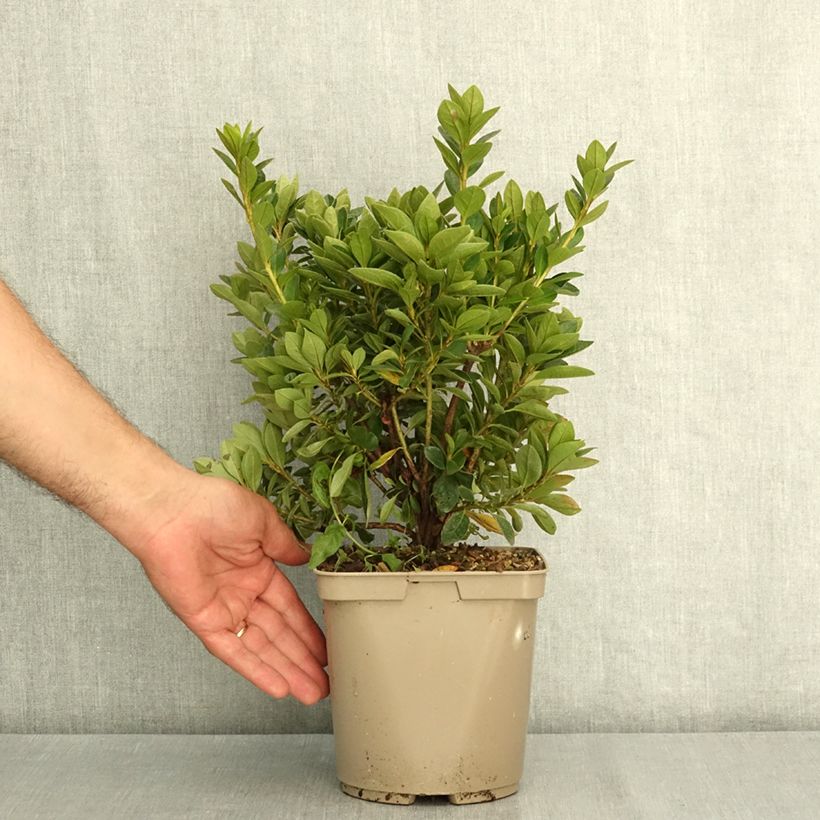 Exemplar von Japanische Azalee Greenway - Azalea Topf mit 3L/4L wie im Sommer geliefert