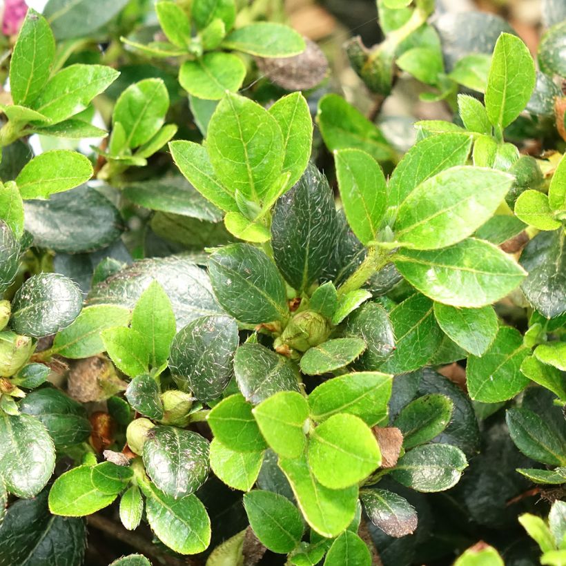 Japanische Azalee Haru No Sono - Azalea (Laub)