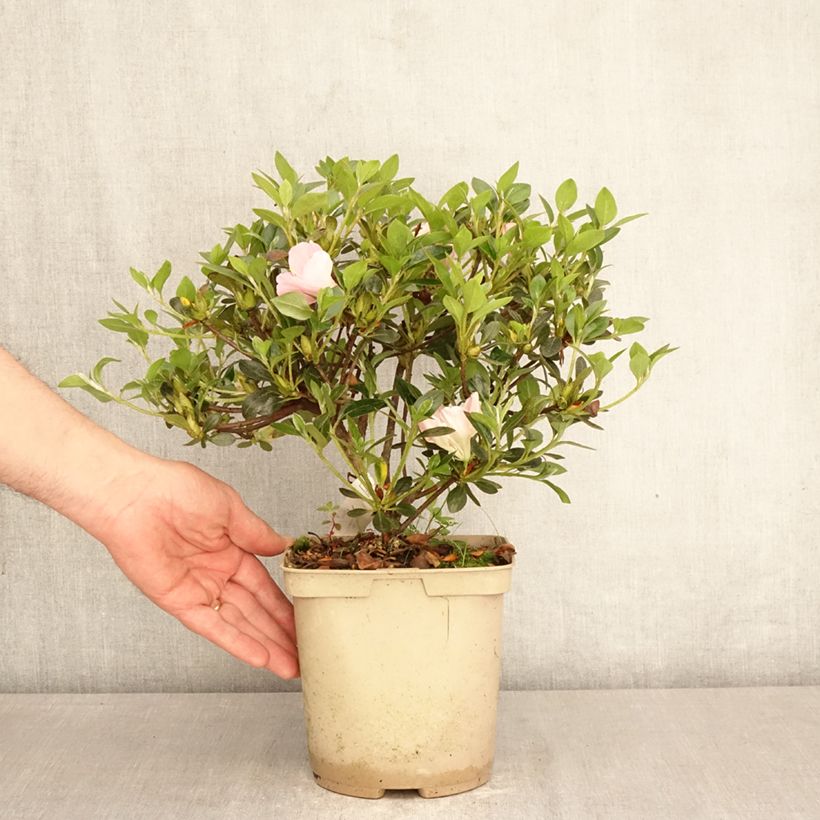 Exemplar von Japanische Azalee Haru No Sono - Azalea Topf mit 3L/4L wie im Frühjahr geliefert