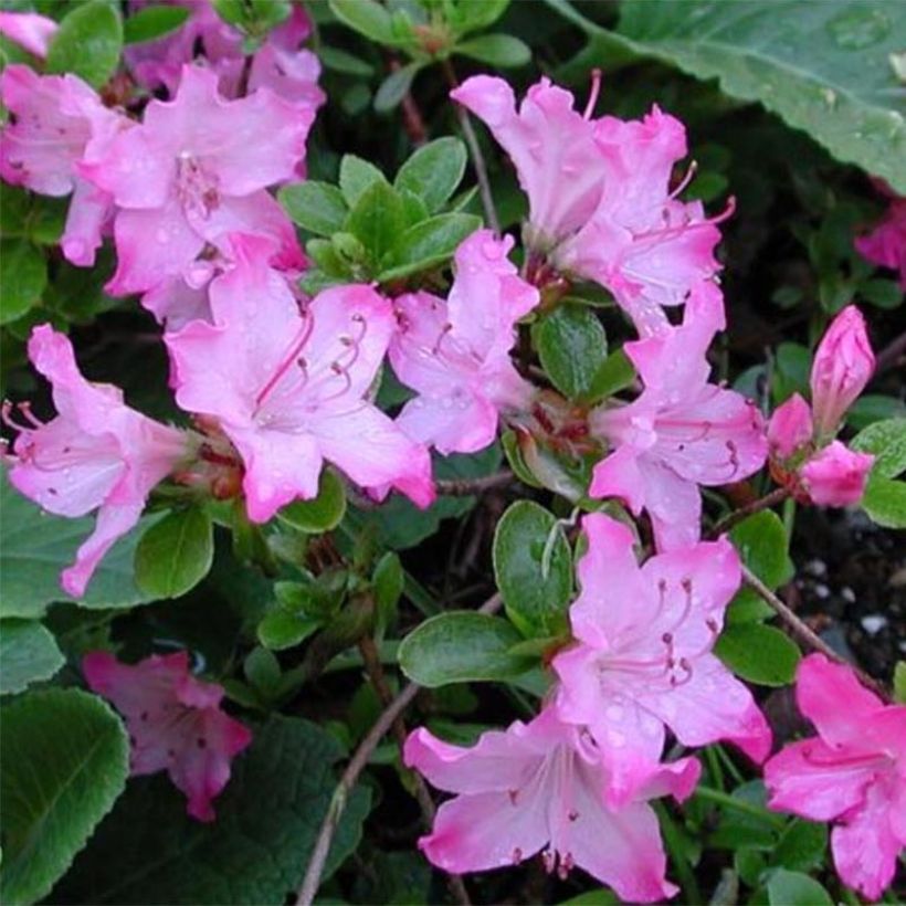 Japanische Azalee Komo Kulshan - Azalea kiusianum (Blüte)