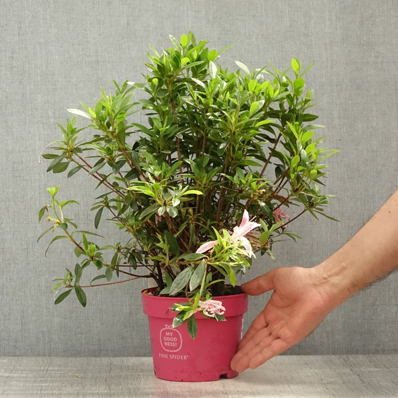 Exemplar von Azalea obtusum Pink Spider - Japanische Azalee Topf mit 2L/3L wie im Frühjahr geliefert