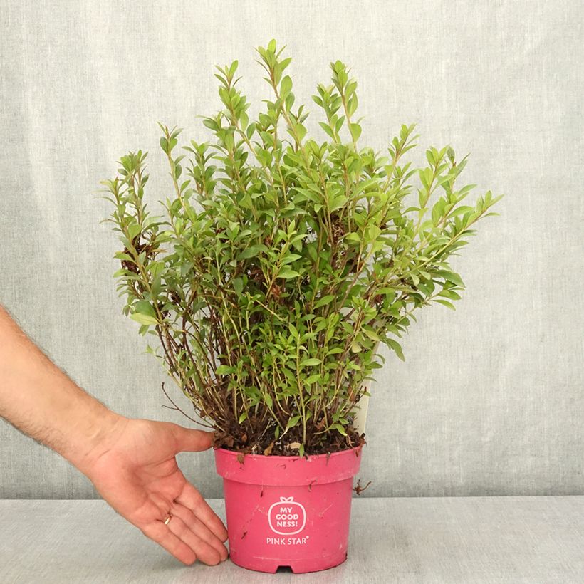 Exemplar von Japanische Azalee  Pink Star - Azalea Topf mit 2L/3L wie im Sommer geliefert