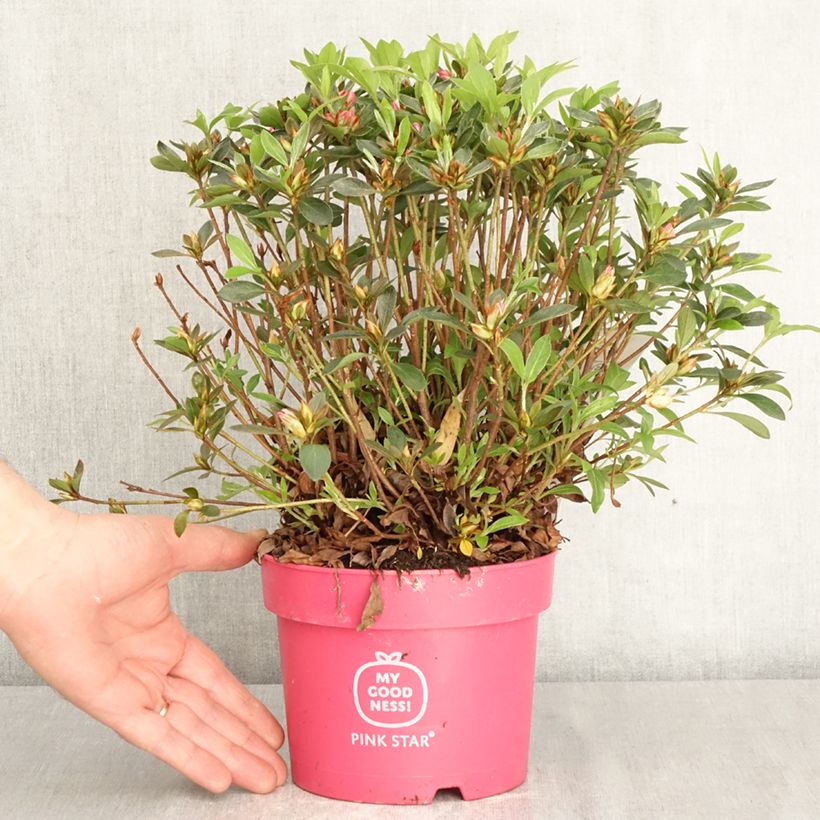 Exemplar von Japanische Azalee  Pink Star - Azalea Topf mit 2L/3L wie im Frühjahr geliefert
