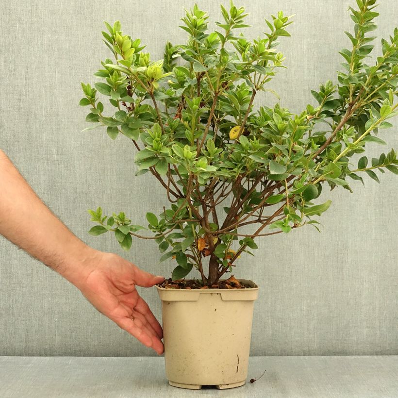 Exemplar von Japanische Azalee Rêve de Lilas - Azalea Topf mit 3L/4L wie im Sommer geliefert
