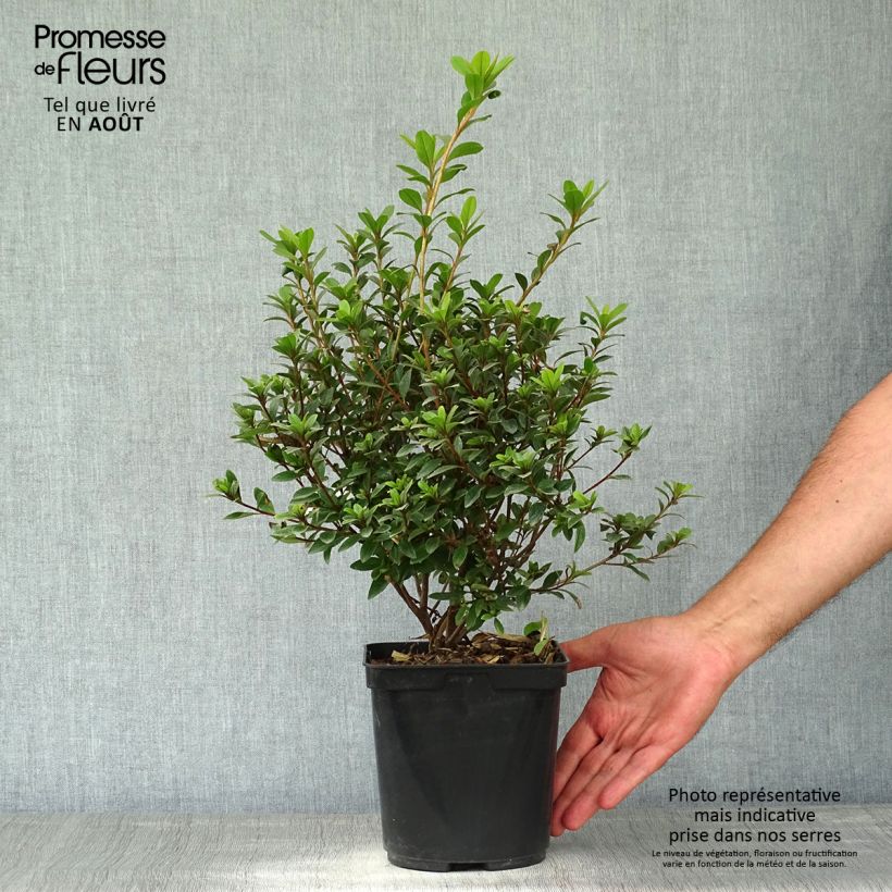 Exemplar von Japanische Azalee Sylvester - Azalea Topf mit 2L/3L wie im Sommer geliefert