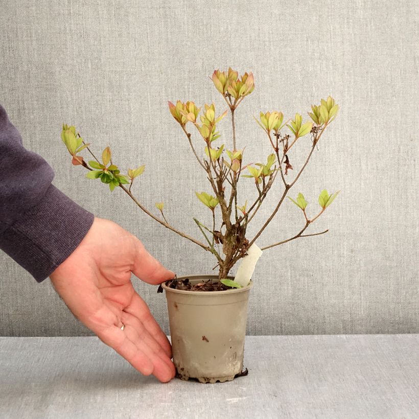 Exemplar von Japanische Azalee Vuyk's Rosyred - Azalea Kleine Töpfe von 8/9 cm wie im Herbst geliefert