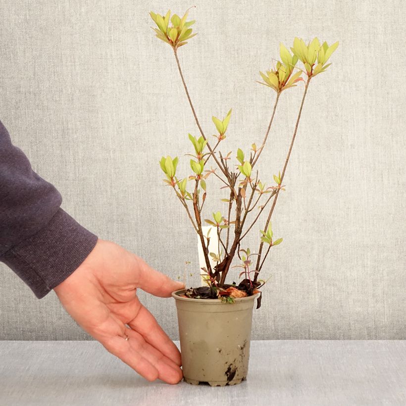 Exemplar von Japanische Azalee Vuyk's Rosyred - Azalea Kleine Töpfe von 8/9 cm wie im Frühjahr geliefert