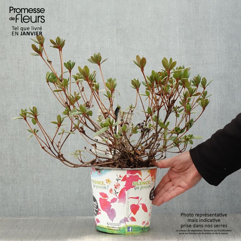 Exemplar von Azalée du Japon Vuyk's Scarlet - Rhododendron hybride. Pot de 4L/5L wie im Winter geliefert
