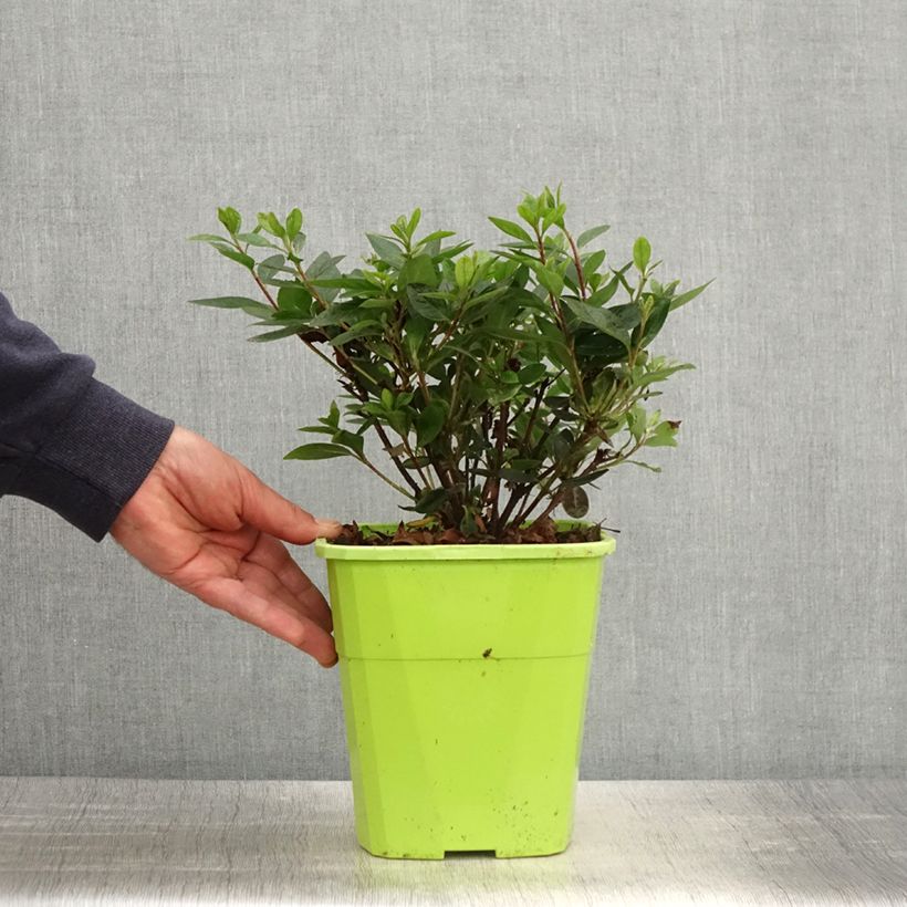 Example of Japanische Azalee ENCORE Autumn Fire - Azalea Topf mit 3L/4L as you get in printemps