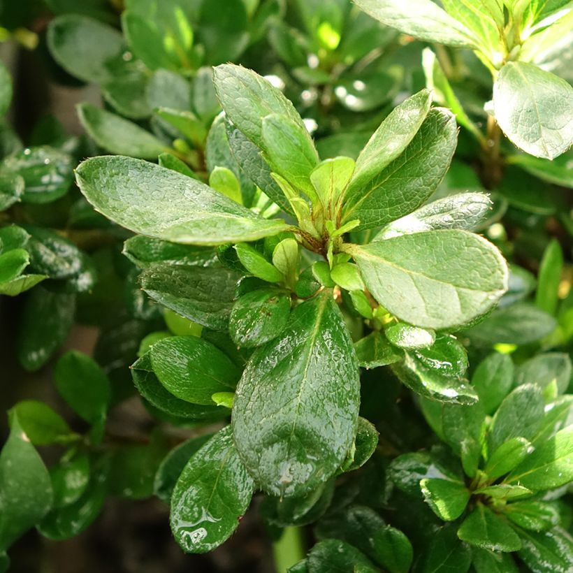 Japanische Azalee ENCORE Bonfire - Azalea (Laub)