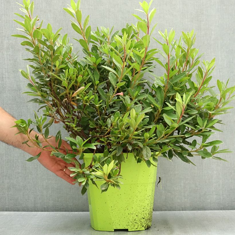Exemplar von Japanische Azalee ENCORE Sundance - Azalea Topf mit 7,5L/10L wie im Sommer geliefert