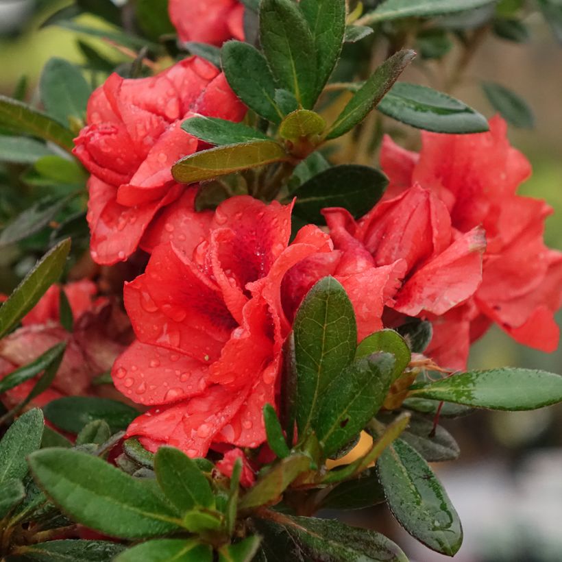 Japanische Azalee REPETITA Coral - Azalea (Blüte)