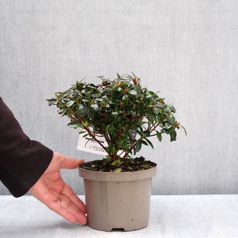 Exemplar von Japanische Azalee Repetita Pink - Azalea Topf mit 2L/3L wie im Winter geliefert