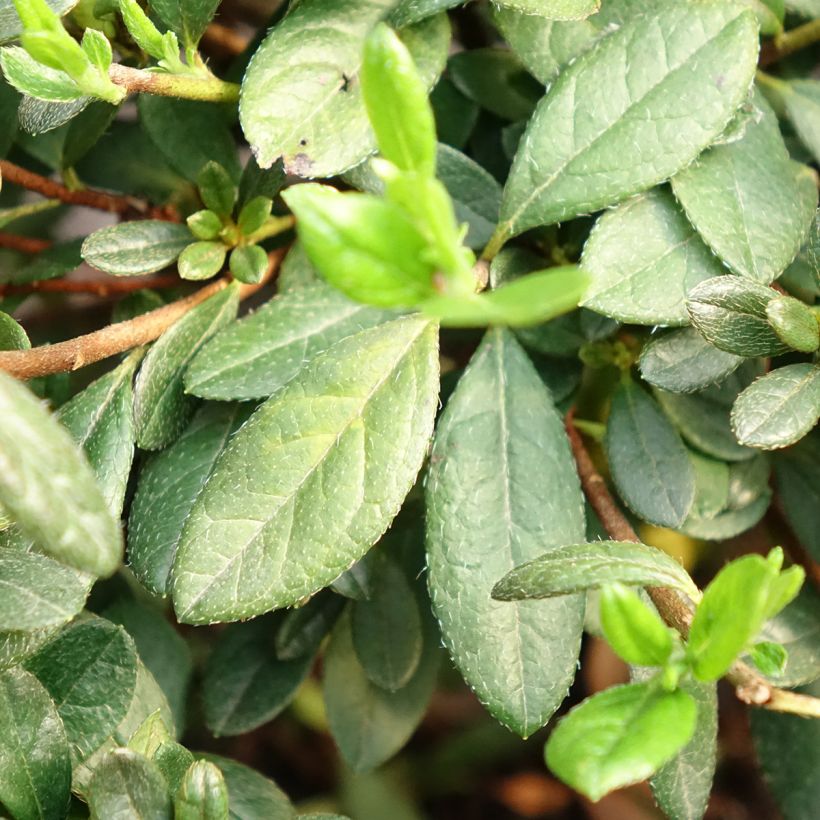 Japanische Azalee REPETITA White - Azalea (Laub)