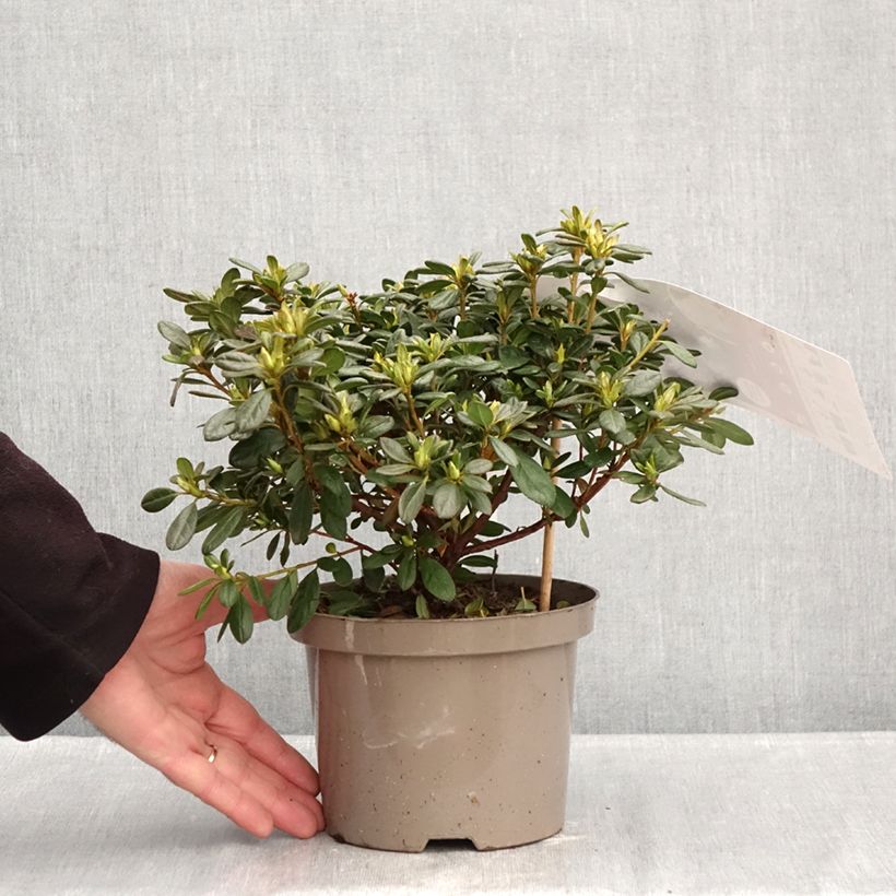 Exemplar von Japanische Azalee REPETITA White - Azalea Topf mit 2L/3L wie im Winter geliefert