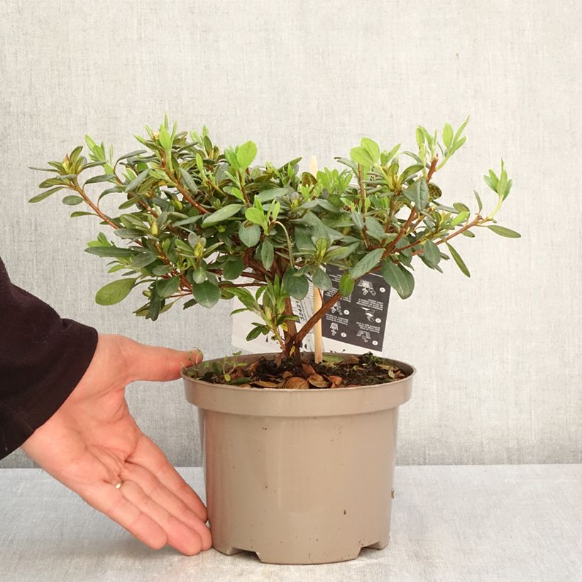 Exemplar von Japanische Azalee REPETITA White - Azalea Topf mit 2L/3L wie im Frühjahr geliefert