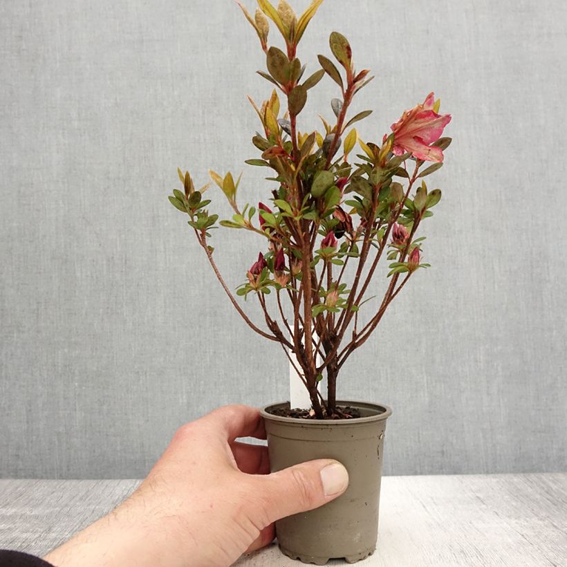 Example of Japanische Azalee Arabesk - Azalea Kleine Töpfe von 8/9 cm as you get in printemps