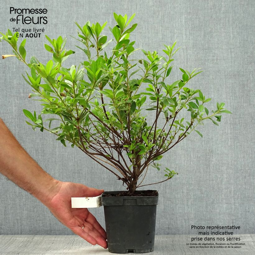 Exemplar von Japanische Azalee Rosa King - Azalea Topf mit 2L/3L wie im Sommer geliefert