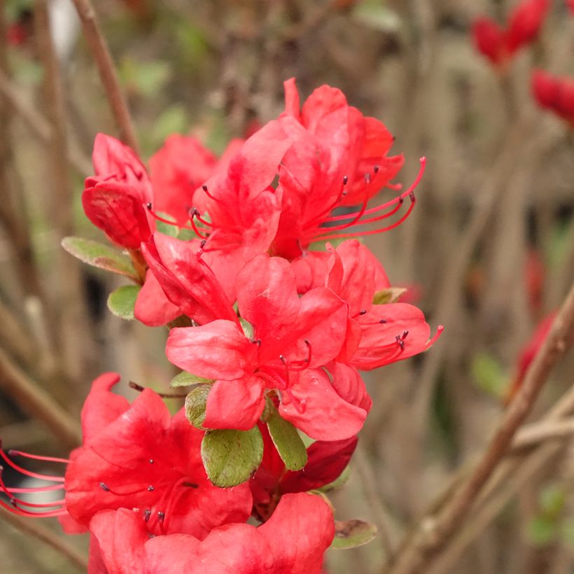 Japanische Azalee Stewartstonian - Azalea (Blüte)