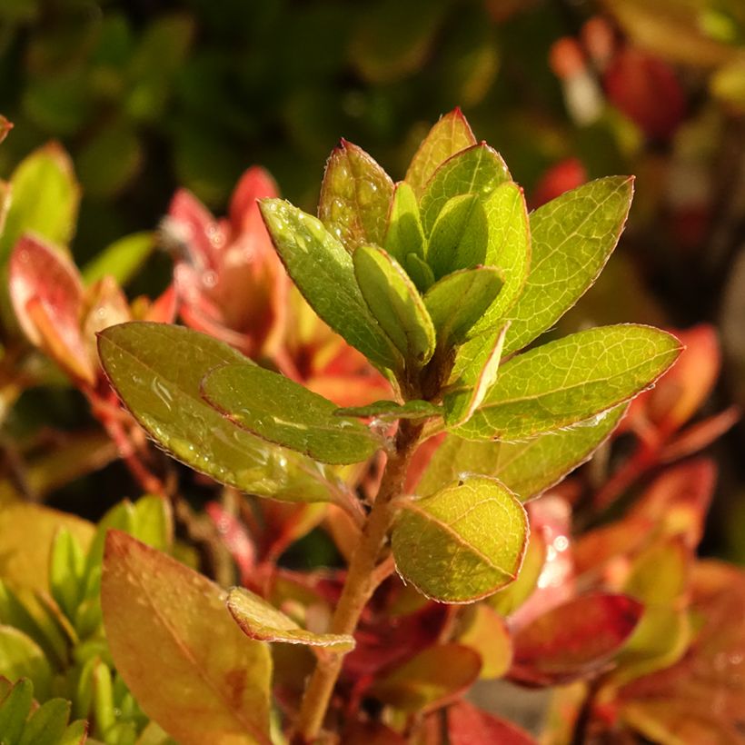 Japanische Azalee Vuyk's Scarlet - Azalea (Foliage)