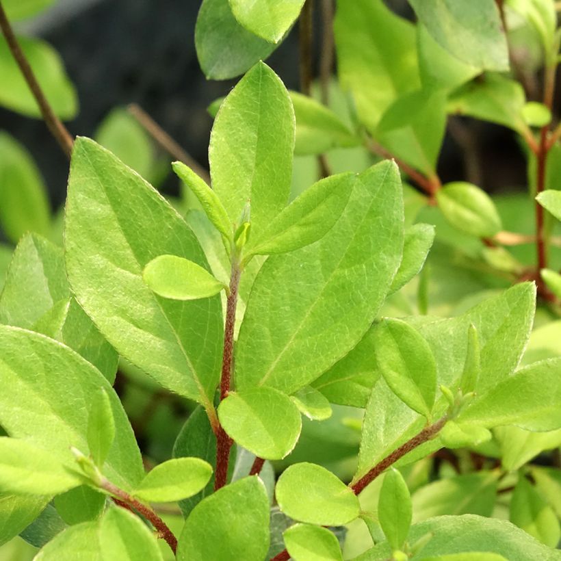Japanische Azalee Gilbert Mullie - Azalea (Foliage)