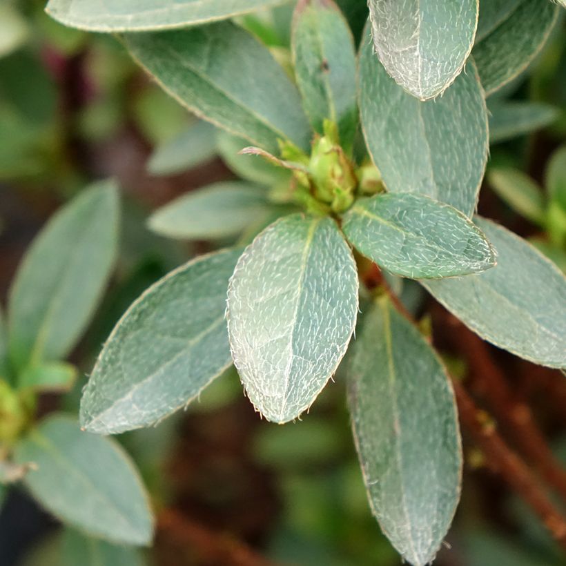 Japanische Azalee Mme Van Hecke - Azalea (Laub)