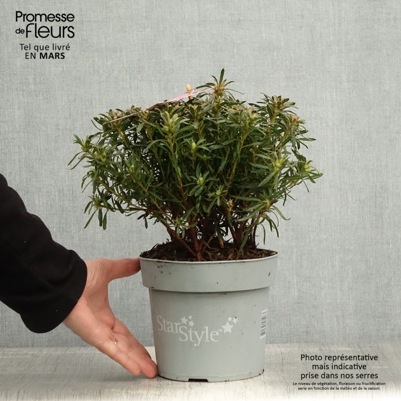 Example of Japanische Azalee Star Style Violet - Azalea Topf mit 3L/4L as you get in printemps