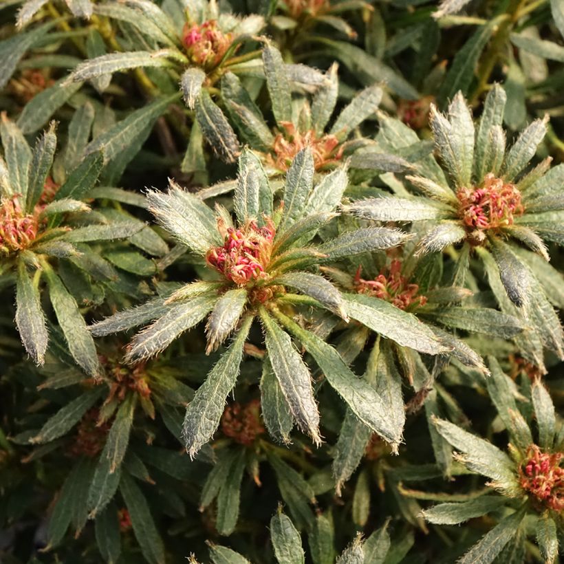 Japanische Azalee Star Style Violet - Azalea (Foliage)