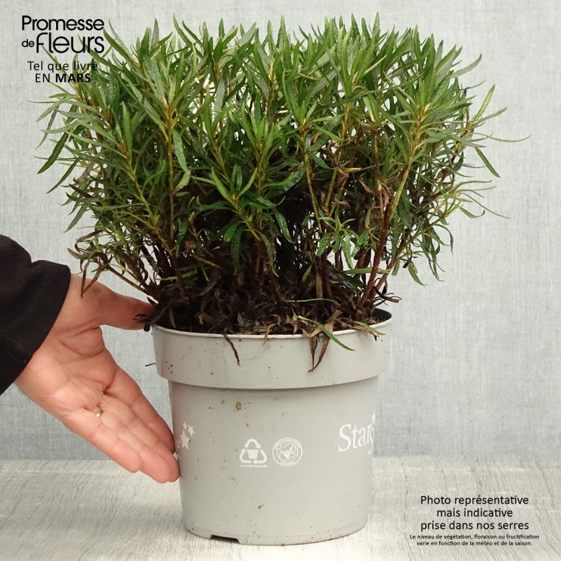 Example of Japanische Azalee Star Style White - Azalea Topf mit 3L/4L as you get in printemps