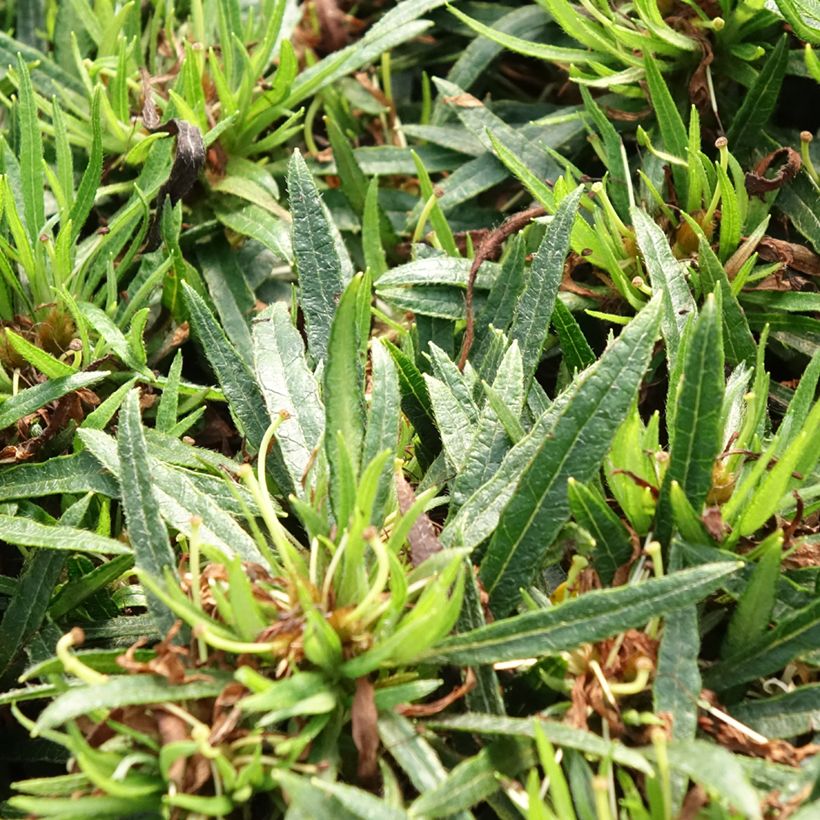 Japanische Azalee Star Style White - Azalea (Foliage)