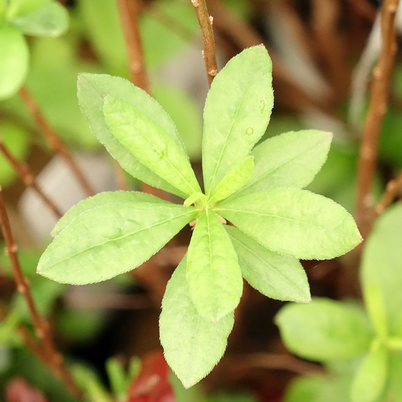 Sommergrüne Azalee Viscosa - Azalea mollis (Laub)